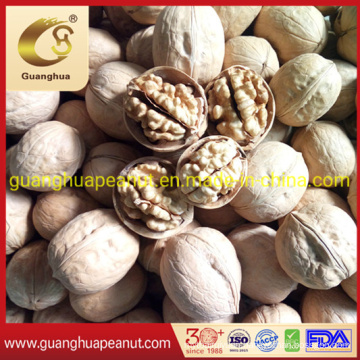 Raw High-Quality Walnut in Shell Healthy Delicious